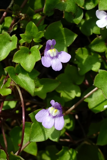 Cymbalaria muralis