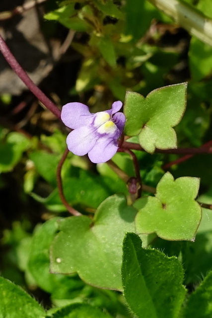 Cymbalaria muralis