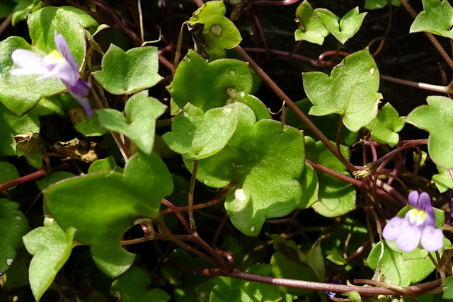 Cymbalaria muralis - leaves