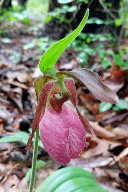 Cypripedium acaule