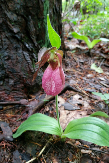 Cypripedium acaule