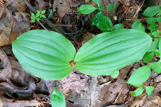 Cypripedium acaule - leaves