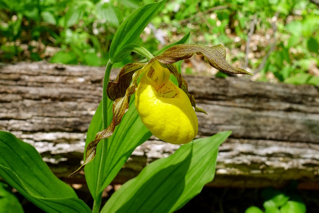 Cypripedium parviflorum