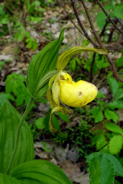 Cypripedium parviflorum