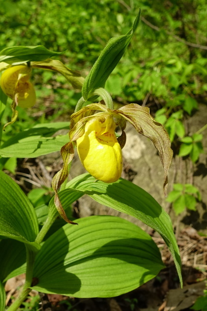 Cypripedium parviflorum