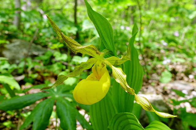 Cypripedium parviflorum