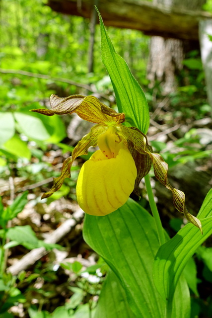 Cypripedium parviflorum