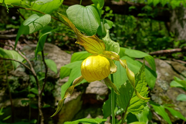 Cypripedium parviflorum