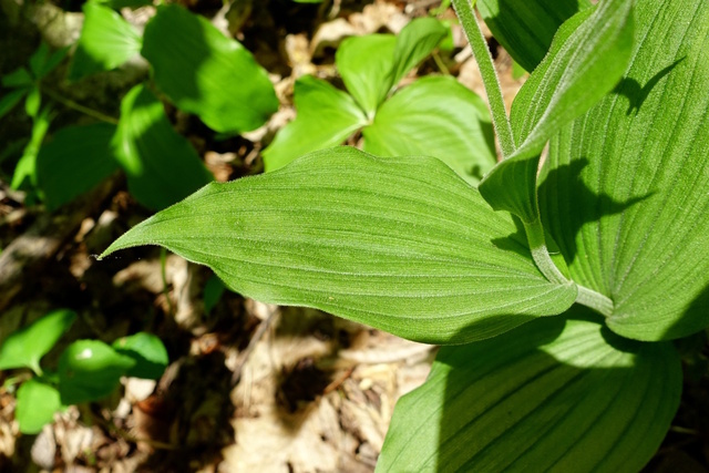 Cypripedium parviflorum - leaves