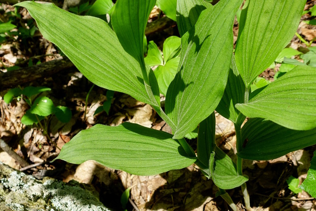 Cypripedium parviflorum - leaves