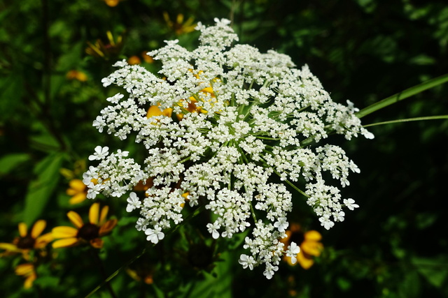 Daucus carota