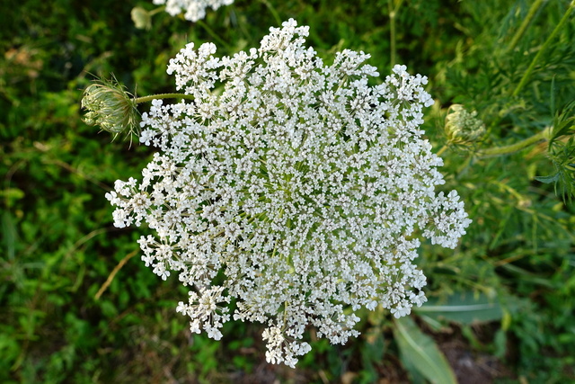 Daucus carota