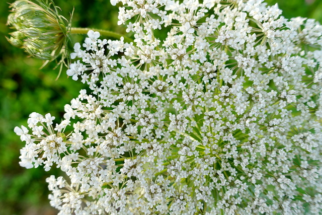 Daucus carota