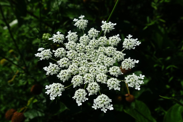 Daucus carota