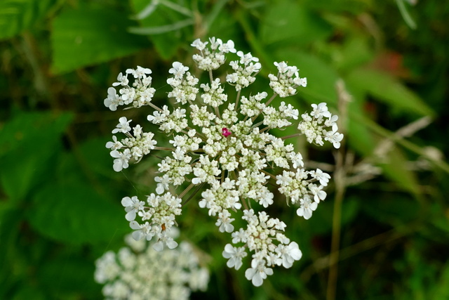 Daucus carota