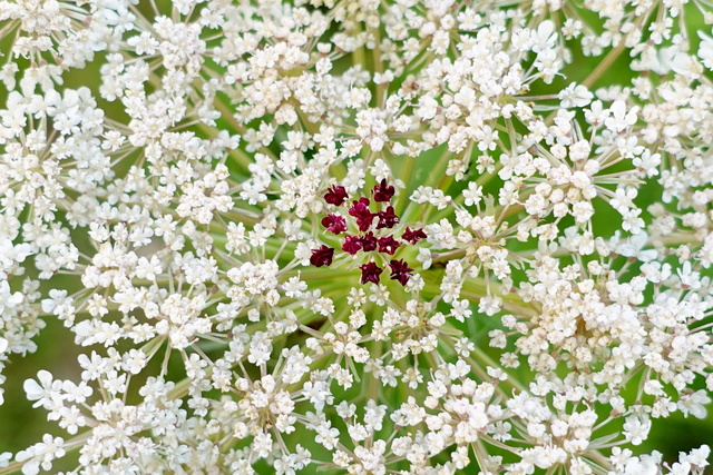 Daucus carota