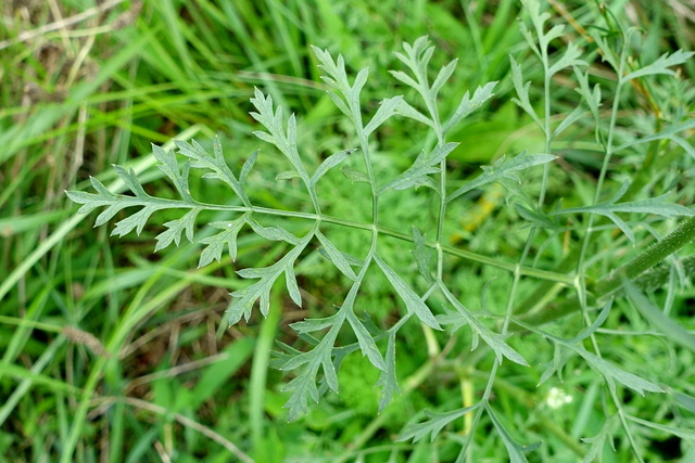 Daucus carota - leaves