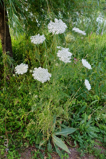 Daucus carota - plant