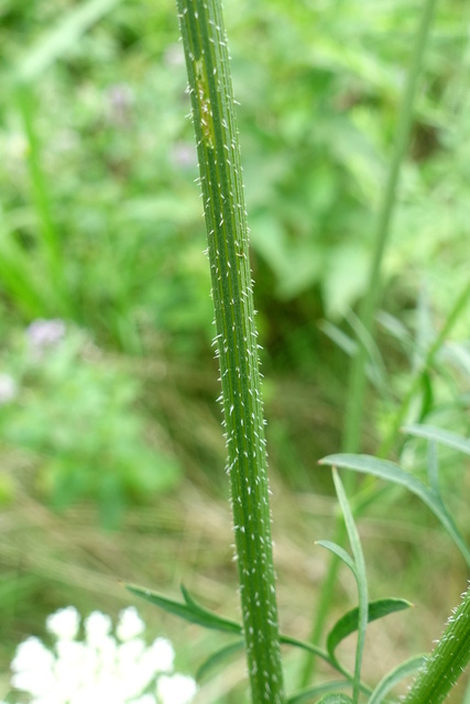 Daucus carota - stem