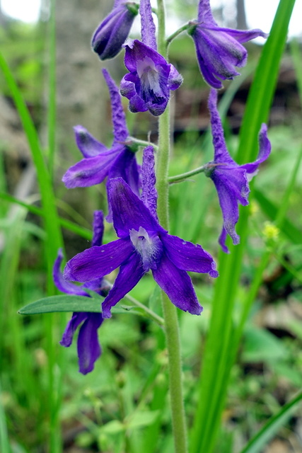 Delphinium tricorne