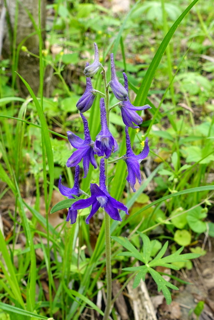 Delphinium tricorne