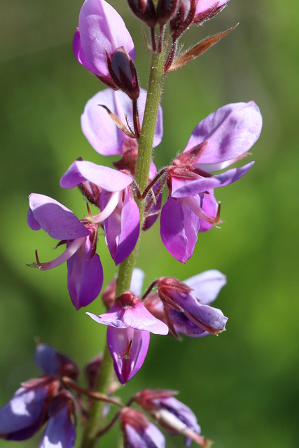 Desmodium canadense