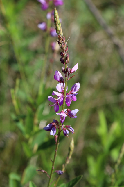 Desmodium canadense