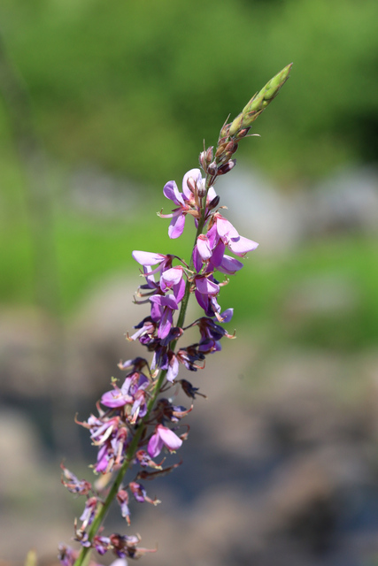 Desmodium canadense