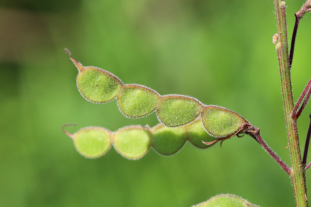 Desmodium canadense - fruit