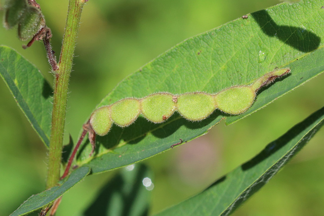 Desmodium canadense - fruit