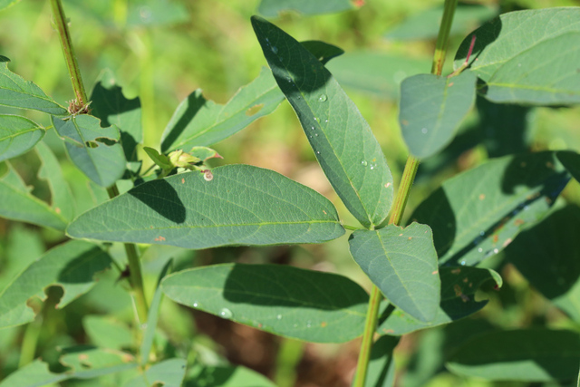 Desmodium canadense - leaves