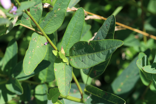 Desmodium canadense - leaves