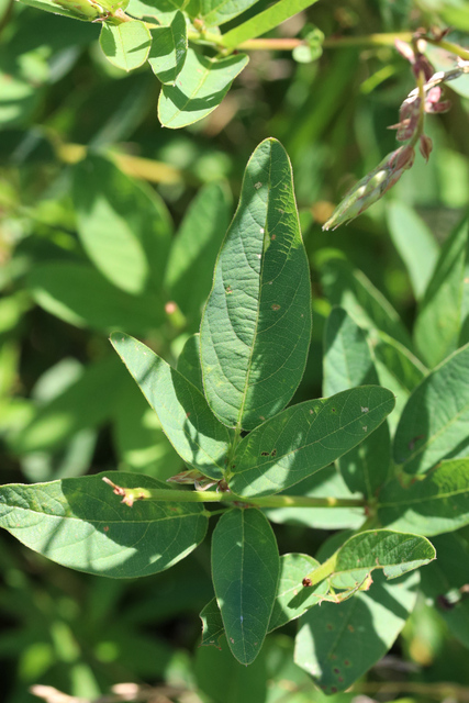 Desmodium canadense - leaves