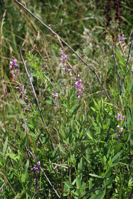 Desmodium canadense - plants