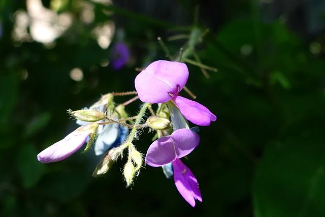 Desmodium canescens