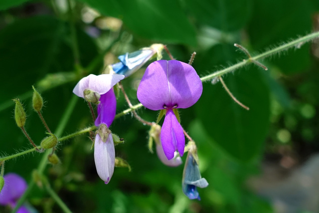 Desmodium canescens