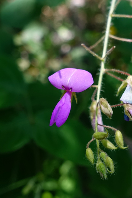 Desmodium canescens