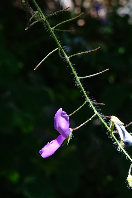 Desmodium canescens