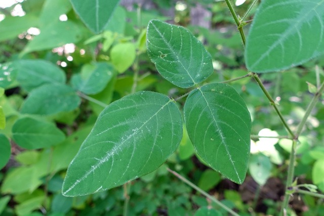 Desmodium canescens - leaves