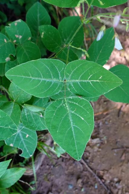 Desmodium canescens - leaves