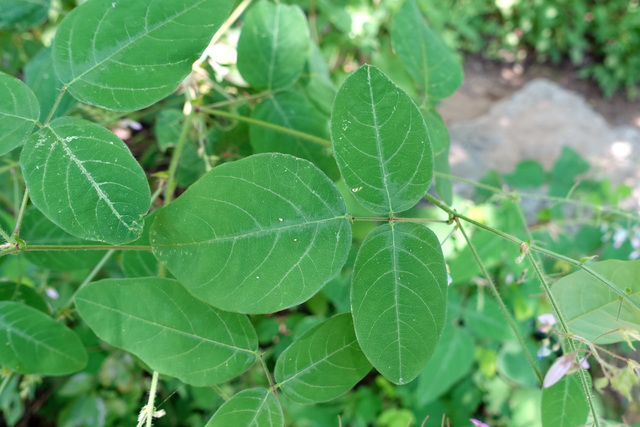 Desmodium canescens - leaves