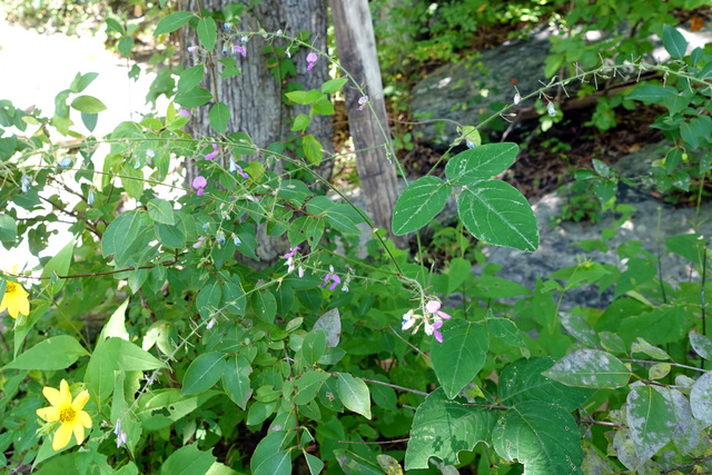 Desmodium canescens - plants