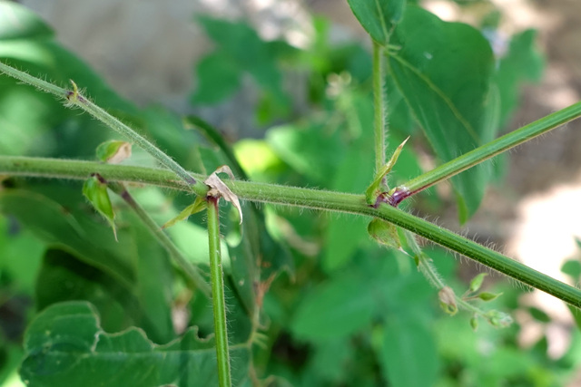 Desmodium canescens - stem