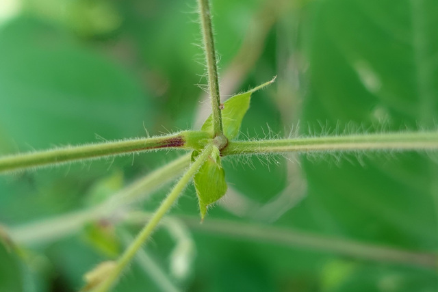 Desmodium canescens - stipules