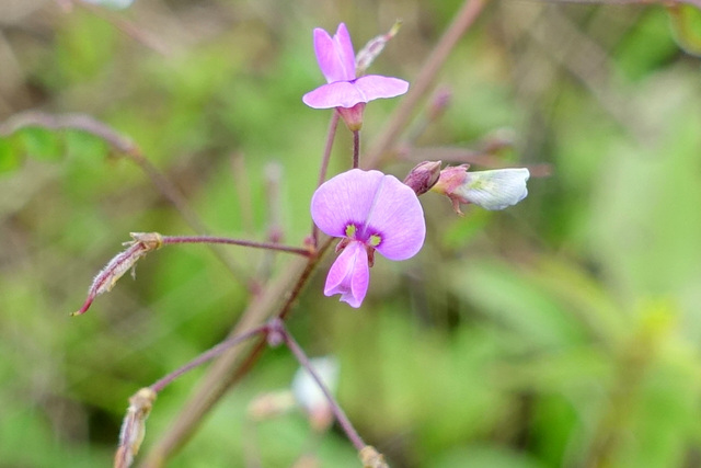 Desmodium ciliare