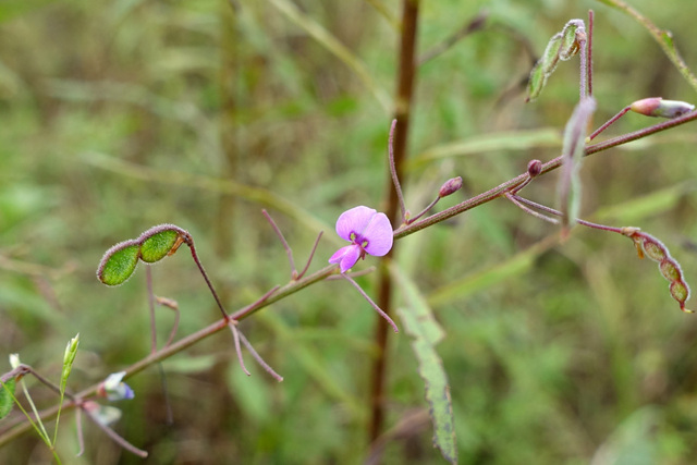 Desmodium ciliare