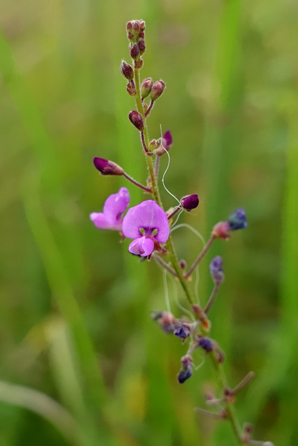 Desmodium ciliare