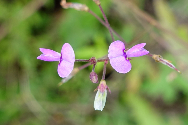 Desmodium ciliare