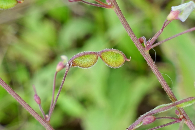 Desmodium ciliare - fruit