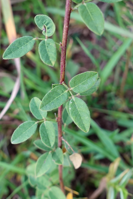 Desmodium ciliare - leaves